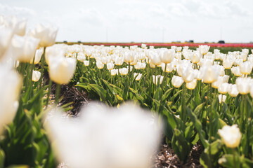 Dutch white tulips close-up zoom 