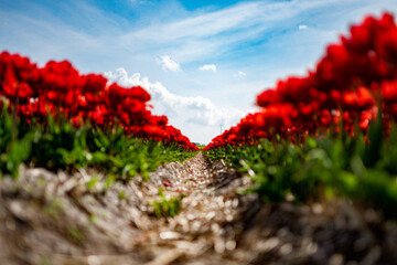 Red dutch tulips in full blossom close-up zoom netherlands