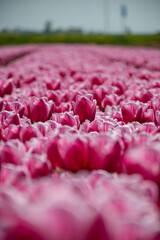 Pink Tulips in blossom, dutch tulips