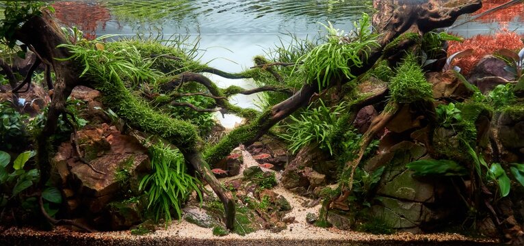 Beautiful freshwater aquarium. Aquascape with tropical underwater plants, Frodo stones and redmoor roots covered by java moss and a school of tetra fish. Isolated view. 