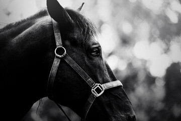 This black and white photograph depicts a stunning profile portrait of a beautiful horse. The...