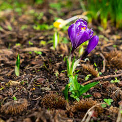 Crocus flowers blooming in early spring close-up