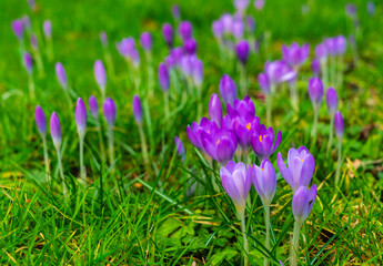 Obraz premium Crocus flowers blooming in early spring close-up