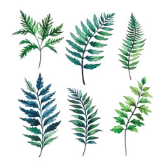 Botanical Beauty: Watercolor Colorful Fern Flower Collection, White Background