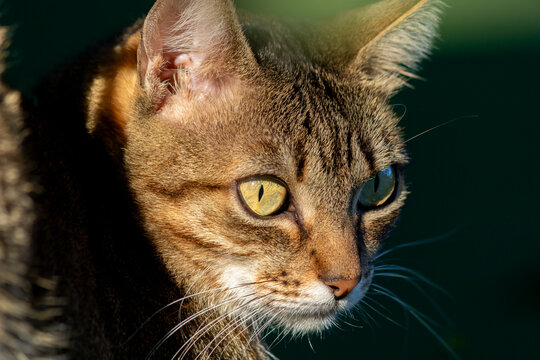 close em cara de gato tigrado de olhos verdes iluminado pela luz do sol