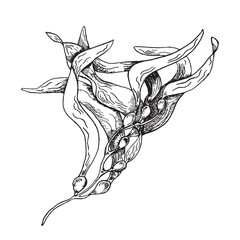 Vector sea plant ink hand drawn illustration isolated on white background. Ascophyllum, kelp, herb seaweed black white line. Design element for package, label, trade, wrapping, marine collection © Ekaterina Lanbina