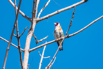 Detailed photo of an european goldfinch between branches