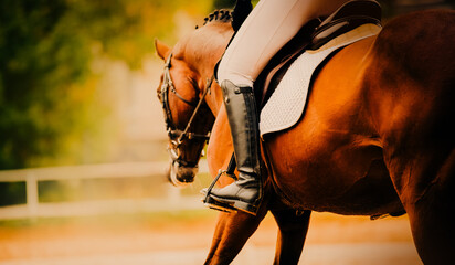 A bay horse with a rider in the saddle is galloping across an outdoor arena on a summer day. The...
