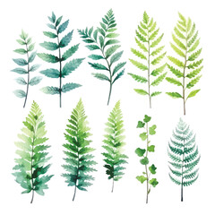 Fern Elegance: Watercolor Colorful Flower Set on White Background