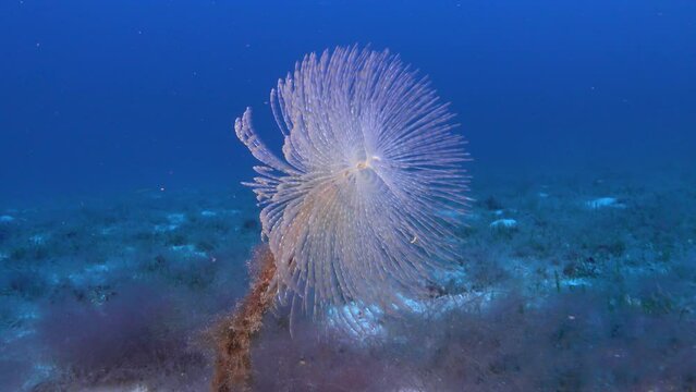 Deep underwater life - Big tube worm closeup