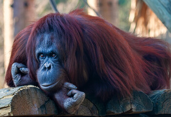 Mature Male Orangutan at Local Zoo