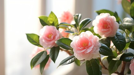 Camellia flowers in vase on windowsill, closeup