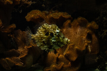 Fish in the aquarium 