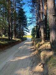road in the forest