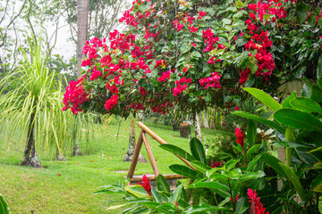 Obraz premium Flowers, plants an rain