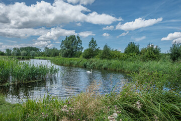 Beautiful landscape park, called Het Abtwoudse Bos, on the border of the city of Delft, Netherlands. The forest with many water streams and small bridges was built 40 years ago.in a polder