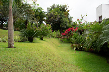 Garden with plants