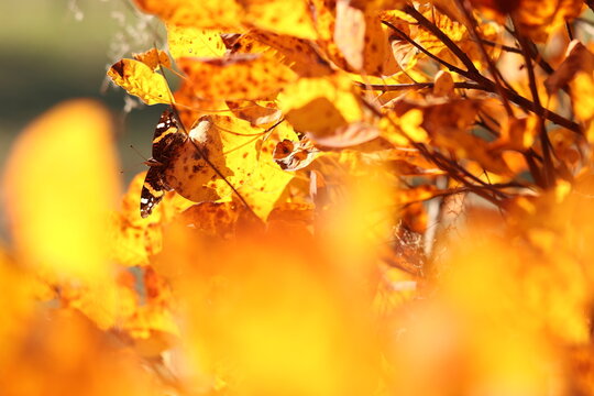 una farfalla vanessa atalanta su una foglia di scotano in autunno nel bosco