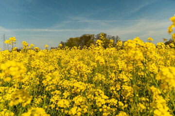 Yellow poppy field blossom autumn and summer