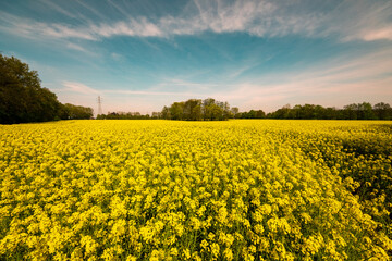 Yellow poppy field blossom autumn and summer wide angle trees