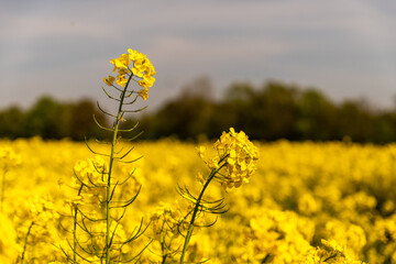 Yellow poppy field blossom macro zoom flower