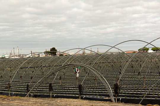 Agricultor fumigando en un campo de fresas.