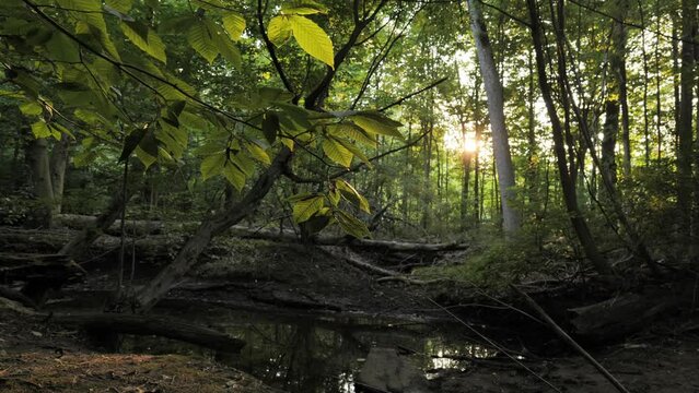 Small river (creek) in the North American forest