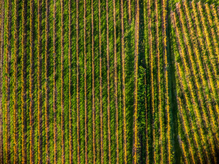 Autumnal magic and emotions on the ancient village. Between vineyards and colorful woods. Friuli....