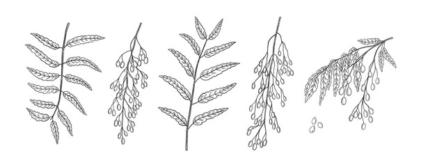 Fototapeta na wymiar Set of hand drawn neem plant branches