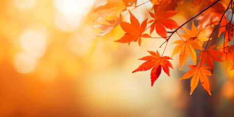 Naklejka na ściany i meble Colorful maple leaves in autumn sunny day, focus in foreground leaves, blurred bokeh background.