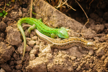 green and brown lizards on the ground