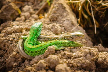 macro two lizard on the ground