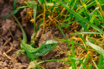 epic green lizard on the ground 