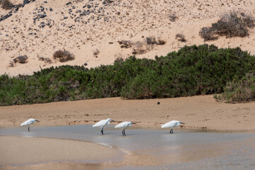 Little egrets, Egretta gazetta, hunting for fish as the lagoon filled from the incoming tide at Sotavento Beach, Fuerteventura