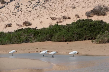 Cercles muraux Plage de Sotavento, Fuerteventura, Îles Canaries Little egrets, Egretta gazetta, hunting for fish as the lagoon filled from the incoming tide at Sotavento Beach, Fuerteventura