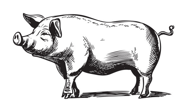 Pig standing in graphic style Farming and animal husbandry illustration