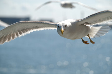 Beautiful seagull bird with amazing blue sky with clouds