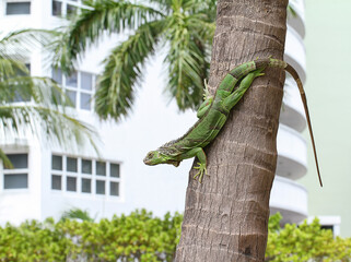 Cold blooded green iguana coming down a palm tree on Fort Lauderdale Beach, Florida, USA.