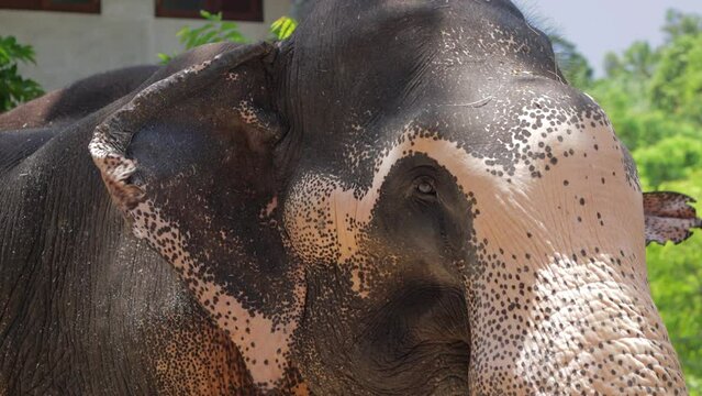 Real Sri Lankan Elephant in the field Traditional Perahara season in Kandy Sri Lanka 