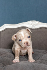 American bully puppy on a gray sofa