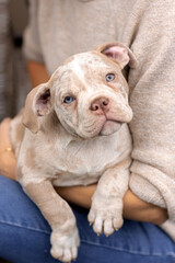 American bully puppy in hands of the owner