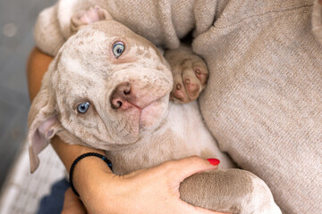 person holding a american bully puppy with blue eyes