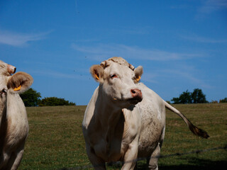 White cows in the French countryside