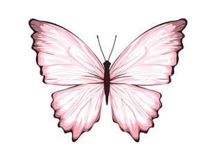 pink positive butterfly vector hand drawn design watercolor 