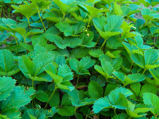Strawberry leaves, green background. Texture of strawberry leaves.