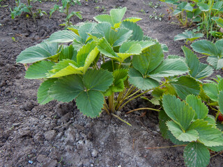 Strawberry leaves, green background. Texture of strawberry leaves.