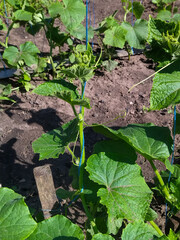 Cucumbers weave, tie cucumbers on a rope, pollination of cucumbers
