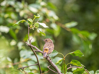 The common redstart, Phoenicurus phoenicurus, young bird, is photographed in close-up sitting on a branch against a blurred background.