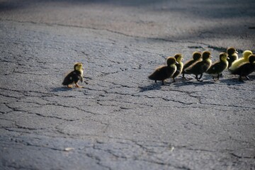 A brood of ducklings with the runt showing determination to keep up