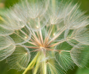 Close-up of Salsify Flower Goatsbeard Seed Head with Dandelion-like Appearance